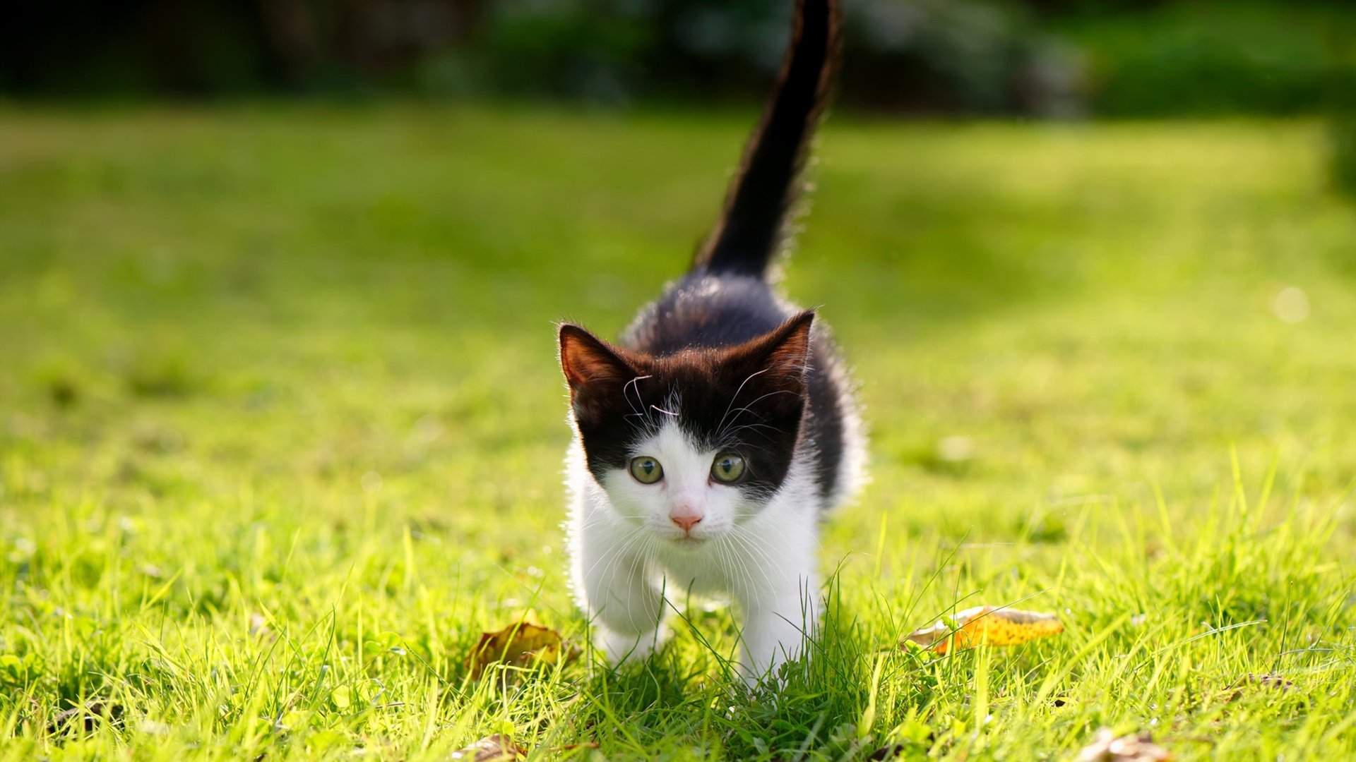_勇士开启疯狂三分狂潮,无人能挡_,勇士狂风暴雨