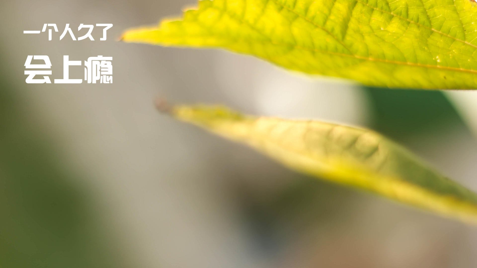 _猛龙队打出精彩团队篮球_,猛龙队的阵容