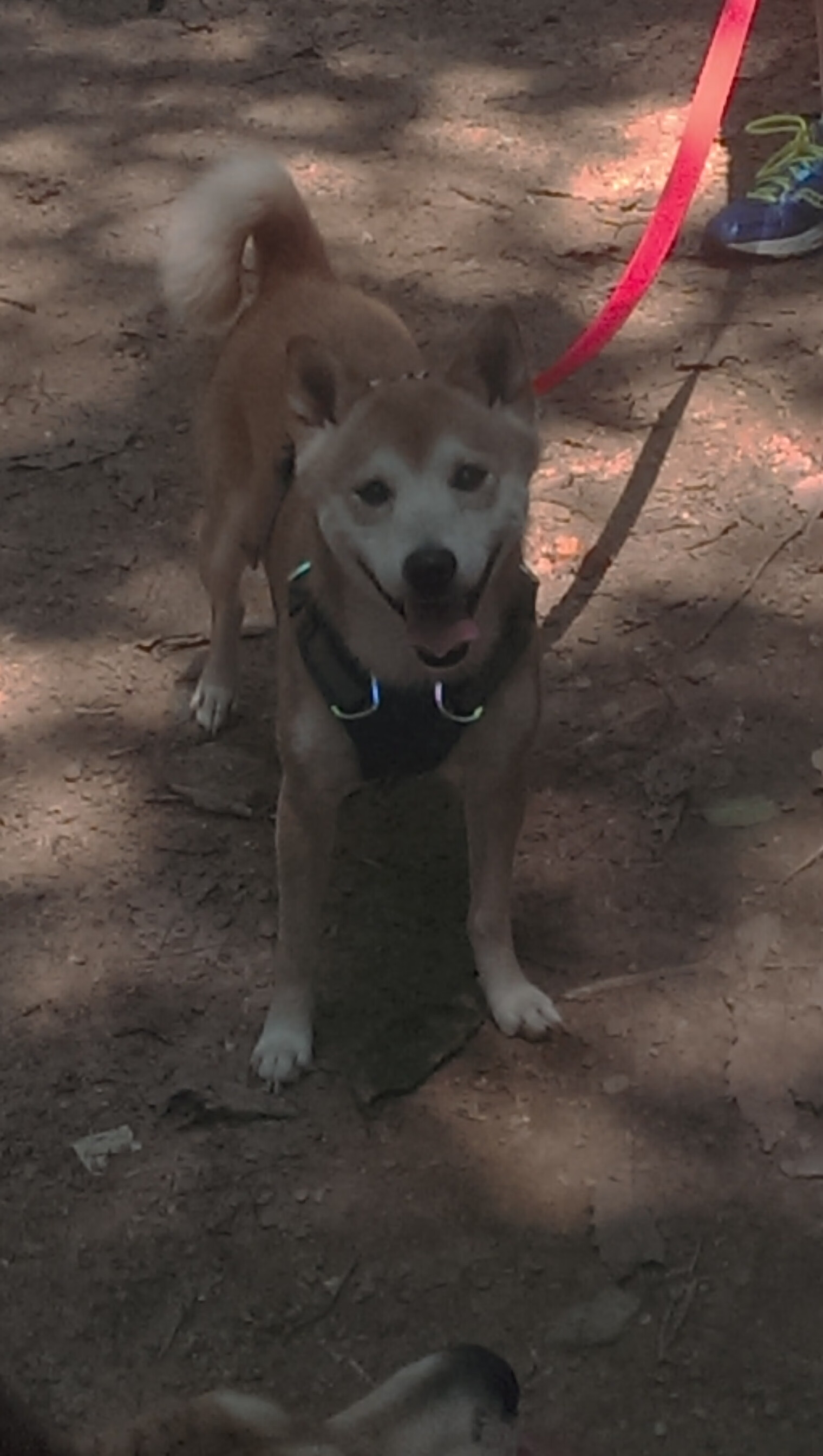 开云官方网站-“场地环境变化推动战术变革——不同场馆的比赛策略深度研究”