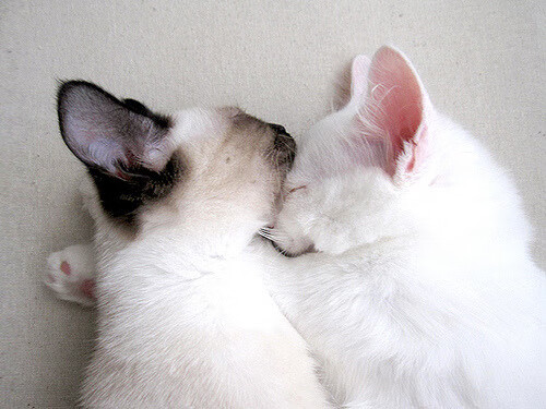 今年联盟的“助攻王”都有哪些“神级传球”瞬间？，nba助攻王是总数还是场均