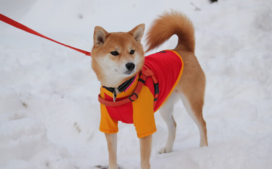 kaiyun体育app-中国女乒主帅刘国梁确认留任，带队备战巴黎奥运，女乒乓球教练是刘国梁吗