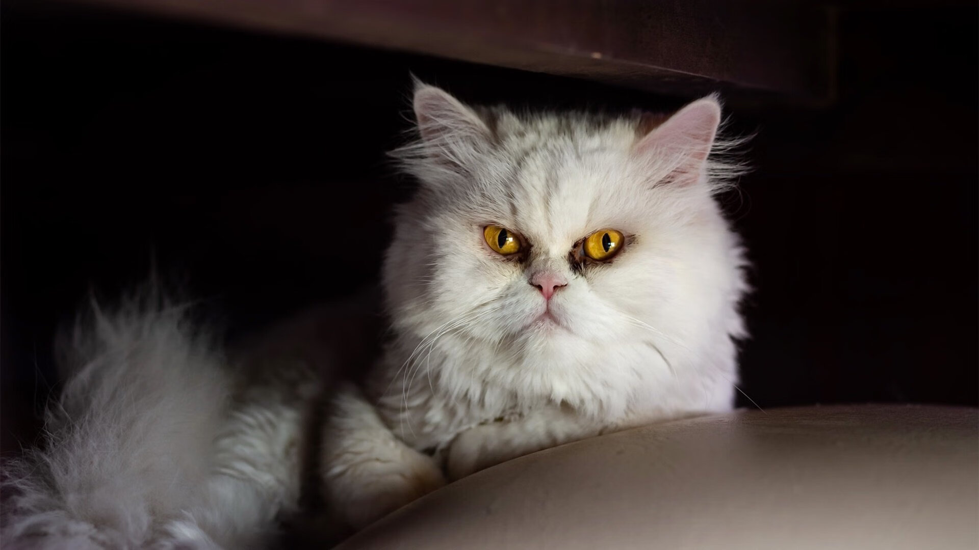 国际比赛上某队实力超群,轻松战胜对手,国际赛场上