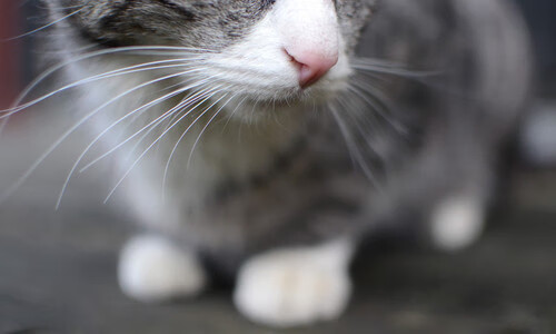 kaiyun登录入口-电竞职业选手压力调适，电竞选手操作数值