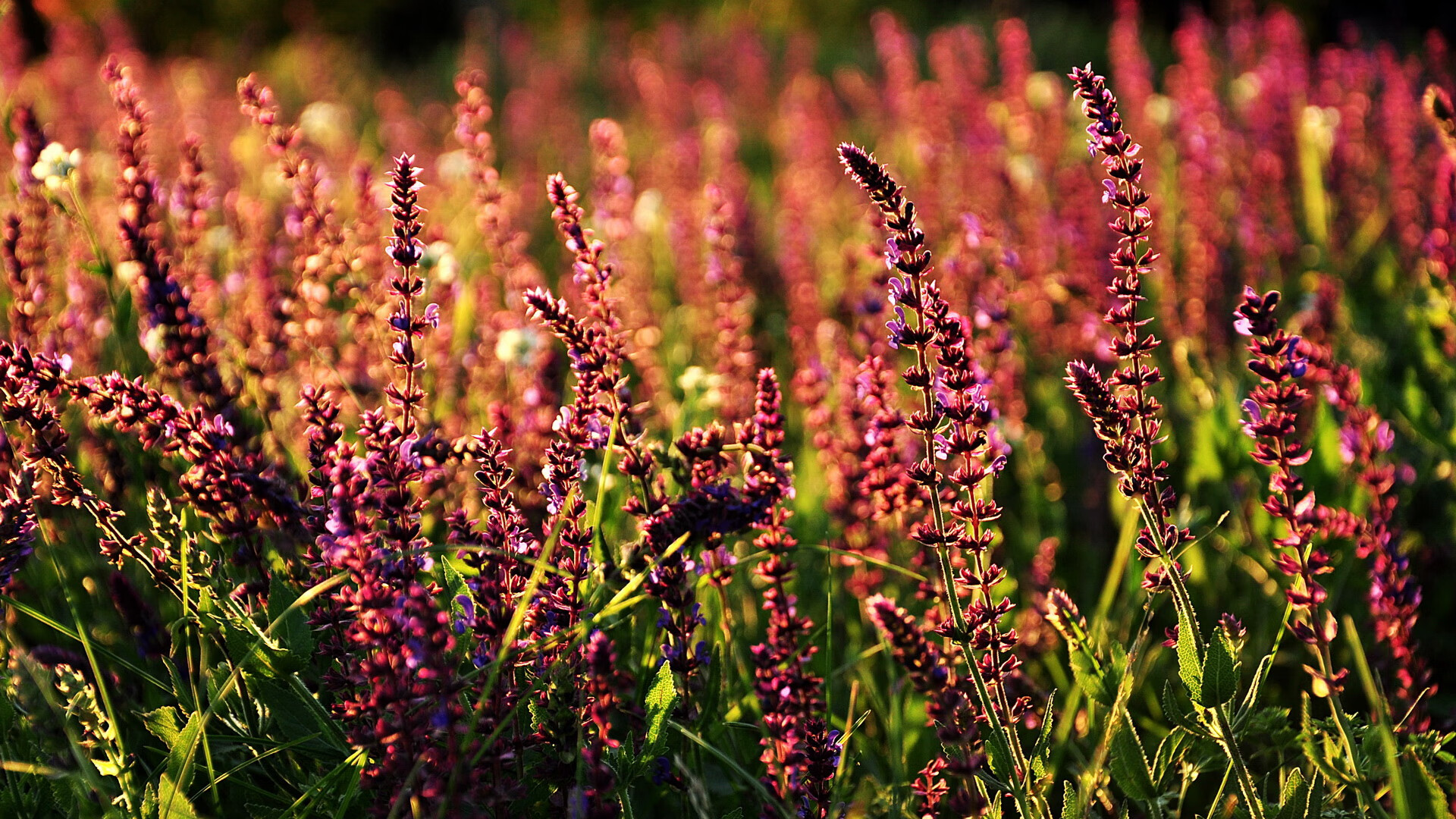 英格兰队队员状态回暖,疑似将在国际比赛获胜,英格兰队最新阵容
