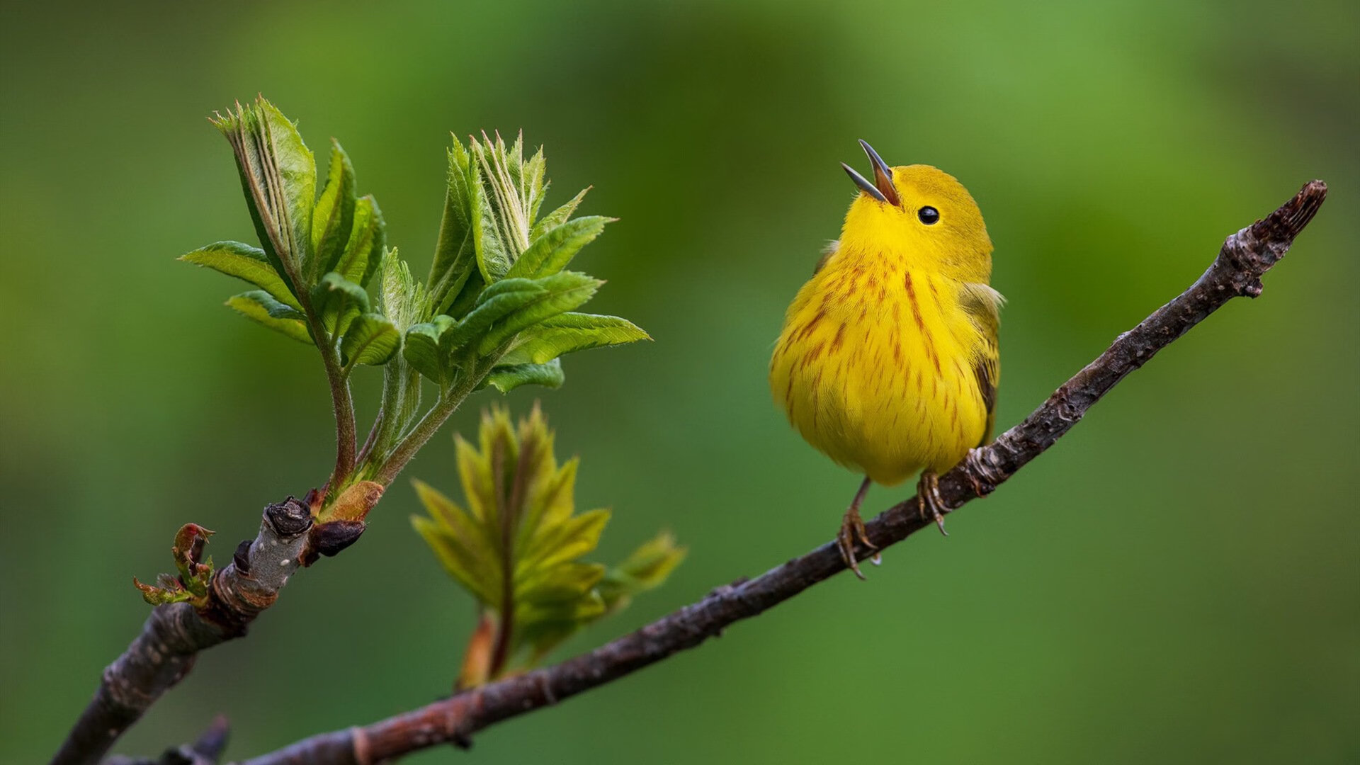 开云网站-阿根廷蝉联美洲杯冠军，连续三大赛夺冠，阿根廷夺得美洲杯冠军
