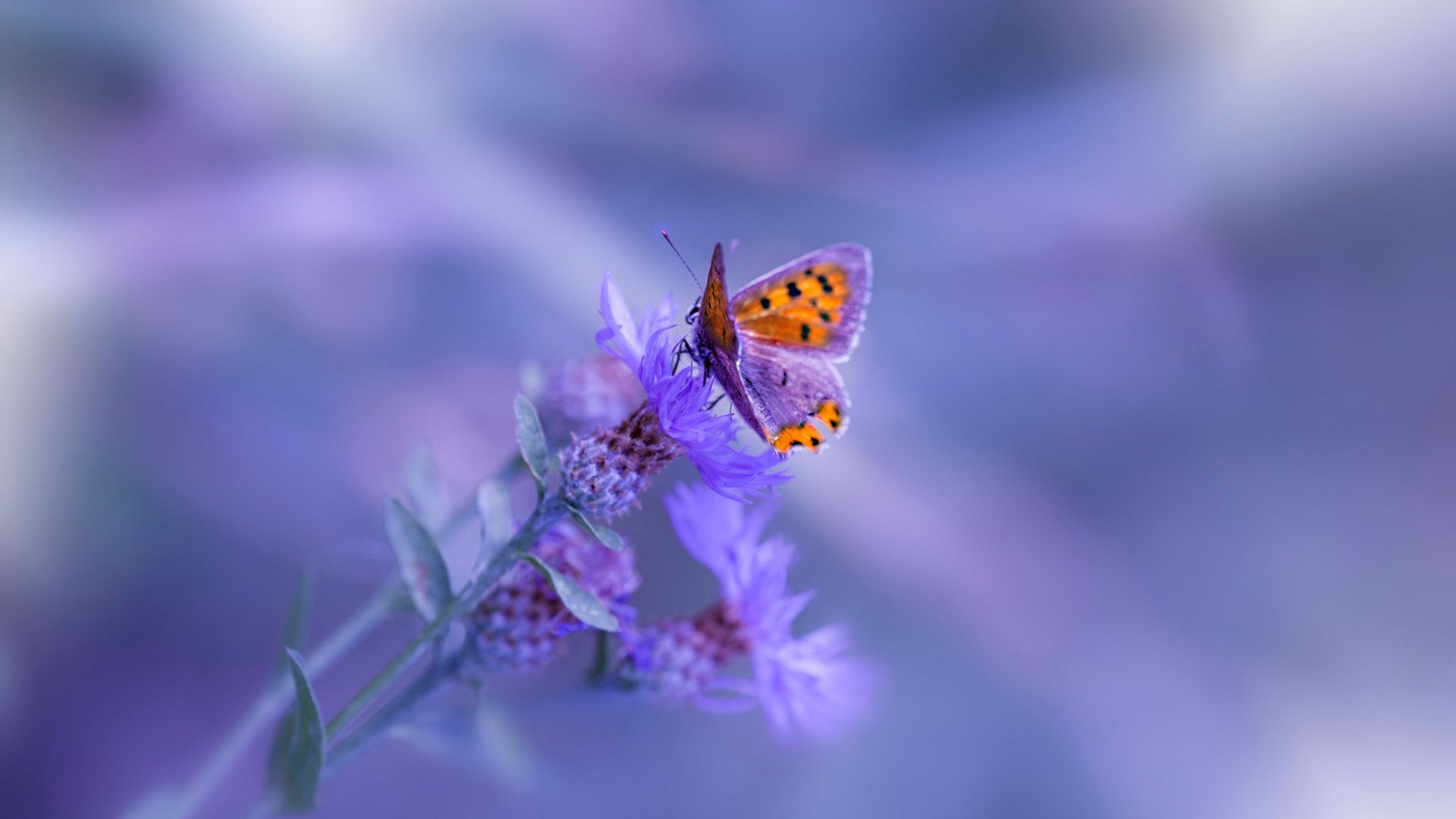 马竞客场1-0战胜奥萨苏纳,艰难取胜,西甲_马竞2-1奥萨苏纳继续领跑