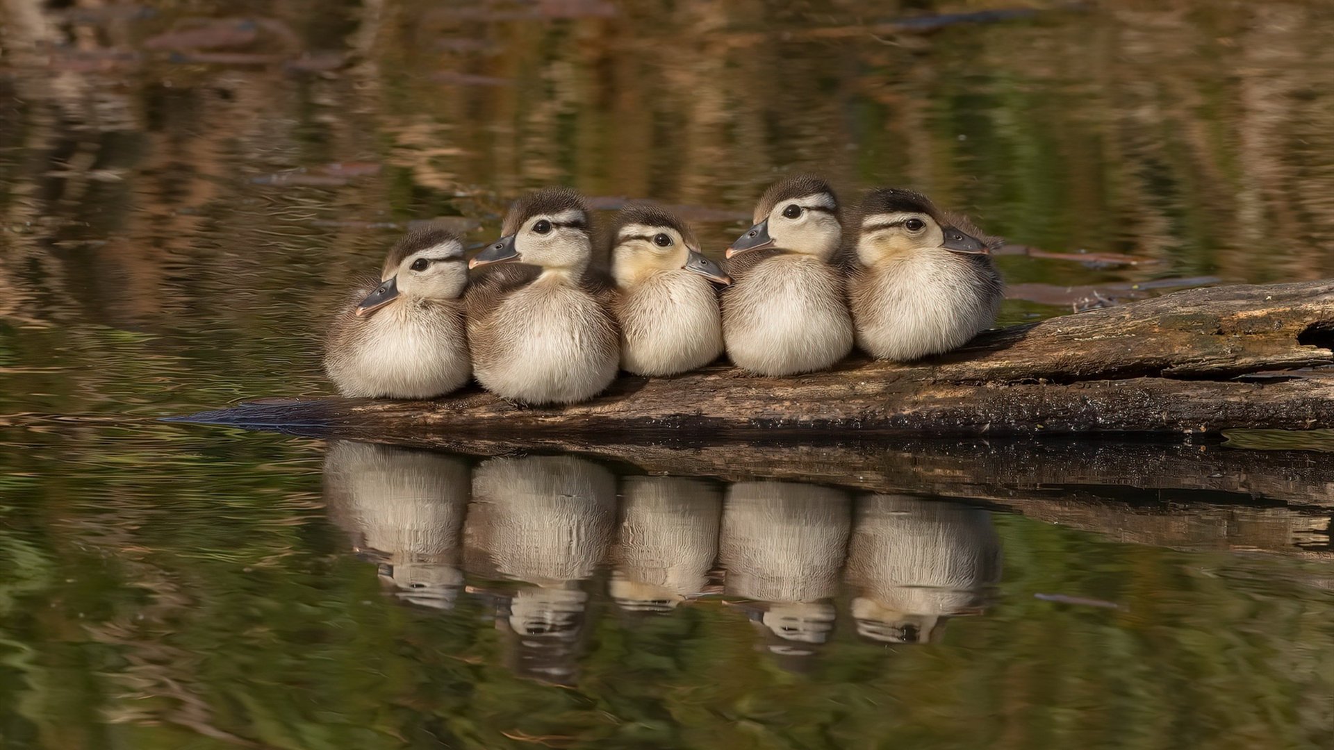 开云官网在线-马竞客场1-1战平拉斯帕尔马斯，错失两分，马竞4231