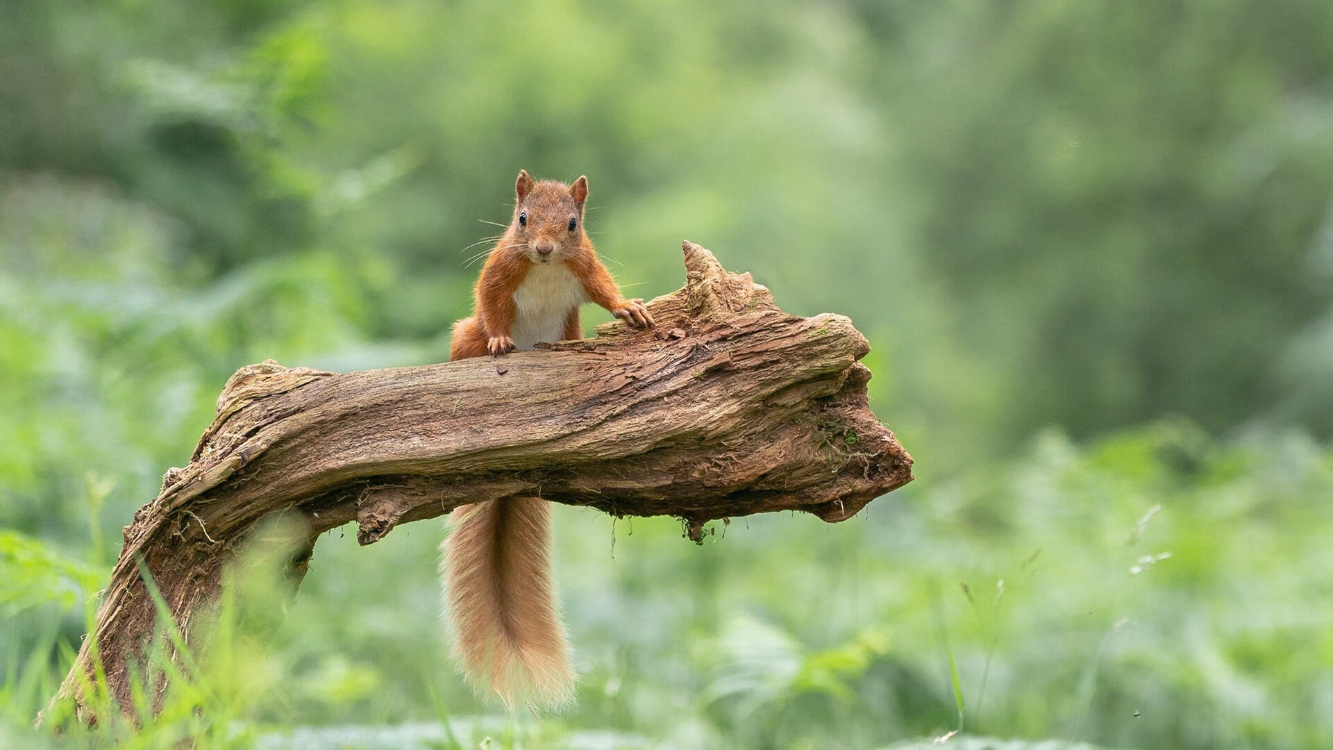 NBA球员运动表现评估指标体系,nba球员标准
