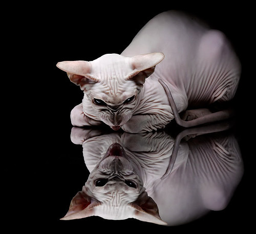 中国篮球职业联赛财务运营风险防控机制研究,中国篮球协会竞赛管理办法