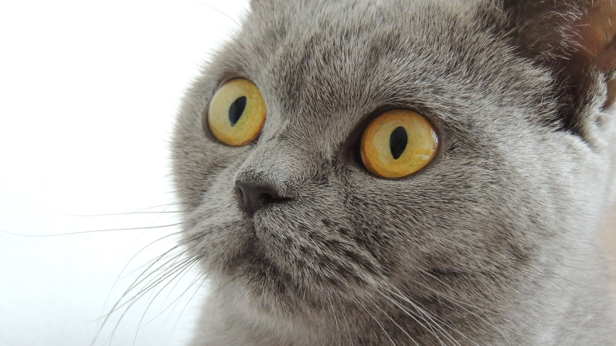 体育数据隐私保护法律政策建议,体育数据服务