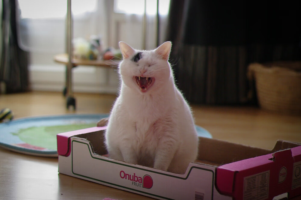 篮球专项体能训练技术创新与应用实践,篮球专项体能训练方案