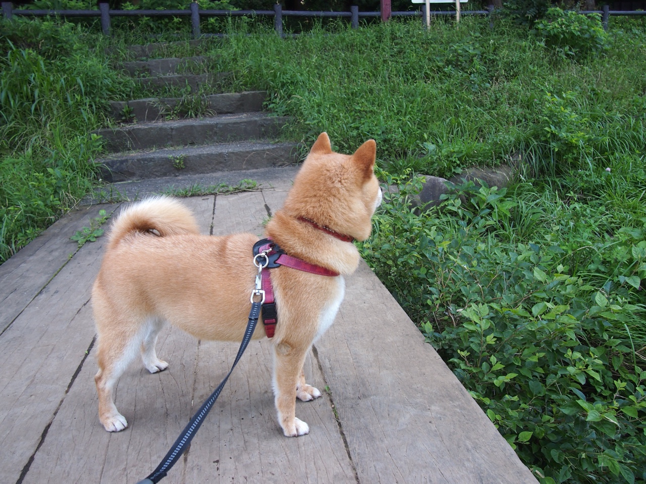 “水上芭蕾与游泳较量:2025世界游泳锦标赛掀起观赛热潮”