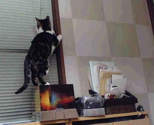 加拿大队赛制分析:如何通过赛制安排提升技术稳定性,加拿大队阵容