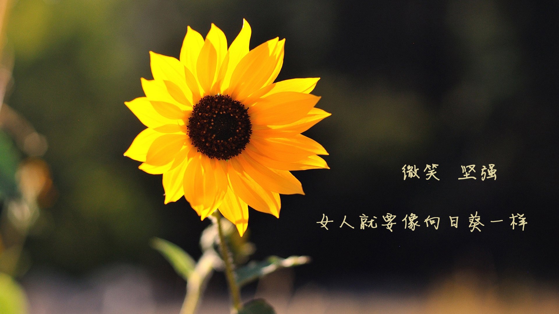 开云官方-保利娜·普费夫赛场风采尽显未来潜力，保加利亚普罗夫迪夫音乐舞蹈学院